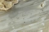 Waterline Agate Limb Cast Slice - Tom Miner Basin, Montana #248705-1